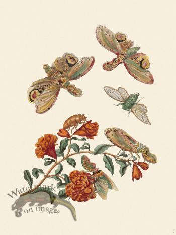 Merian Metamorphosis 49